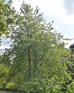 Prunus avium plena