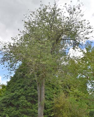 Prunus avium