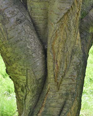 Prunus sargentii