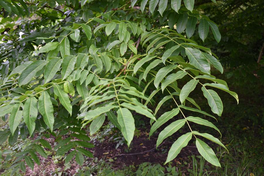 Caucasian wingnut