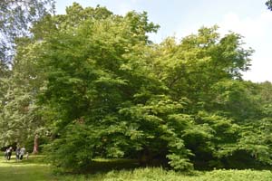 Pterocarya fraxinifolia