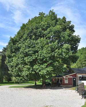 Hungarian oak