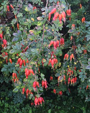 Rosa Moyesii
