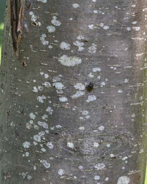 Rowan tree