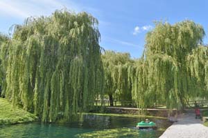 Weeping willow 