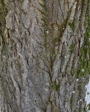 Weeping willow