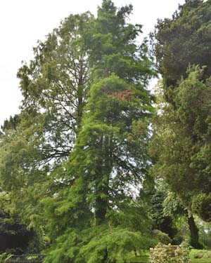 Swamp cypress