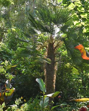 Trachycarpus fortunei