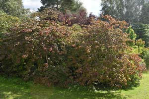 Prunus sargentii
