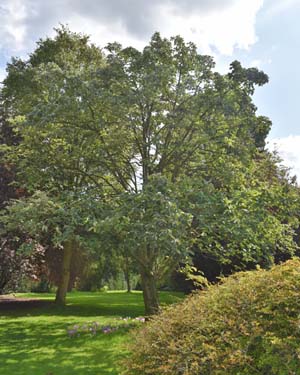 Whitebeam