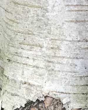Betula utilis Jacquemontii