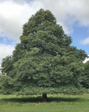 Chestnut