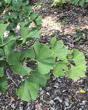 Ginkgo biloba