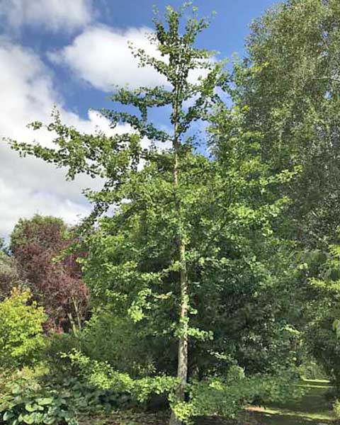 Maidenhair tree