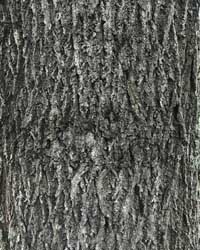 American Black Walnut