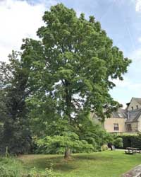 American Black Walnut