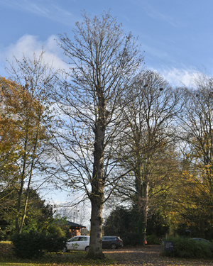 Sycamore