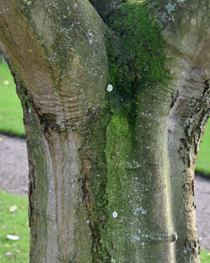 Sycamore