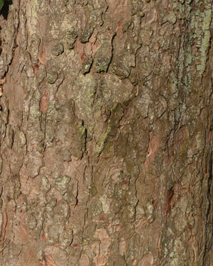 Sycamore