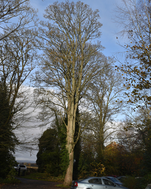 Acer pseudoplatanus
