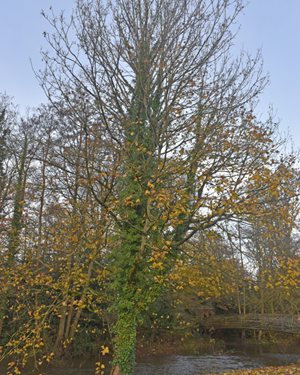 Acer pseudoplatanus
