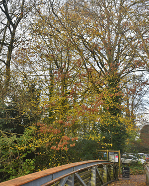 Hornbeam
