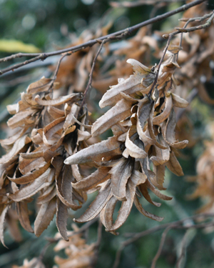 Hornbeam bracts