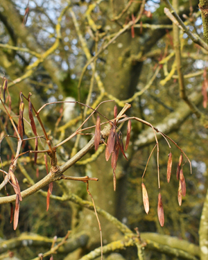 Manna ash