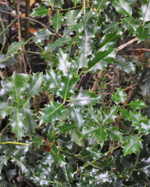 Ilex aquifolium