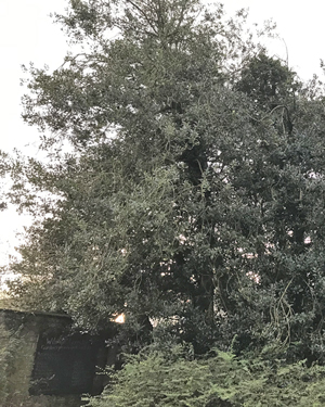 Ilex aquifolium
