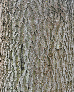 European Walnut
