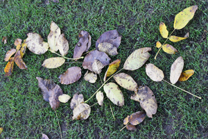Juglans regia