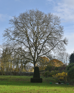Common Walnut