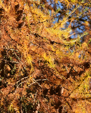 Larch