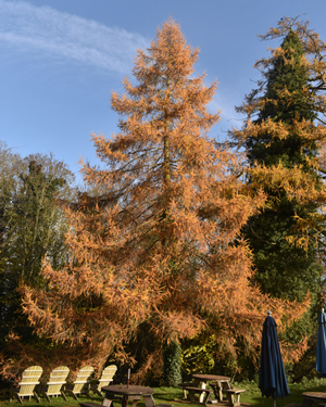 Larch