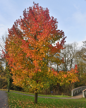 Liquidambar
