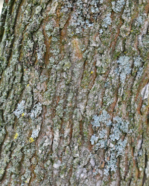 Liquidambar bark