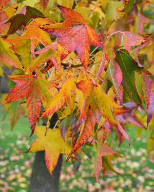Liquidambar leaf