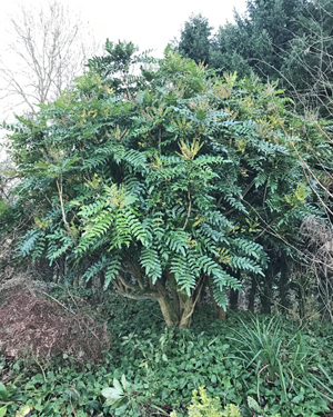 Mahonia trees, Nunnington Hall
