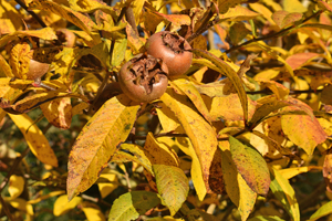 Medlar tree, Nunnington Hall