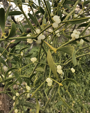 Mistletoe