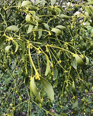Mistletoe