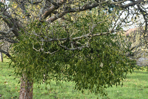 Mistletoe