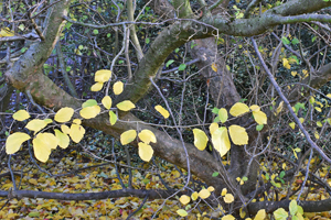 Parrotia persica, Nunnington Hall