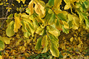 Parrotia persica, Nunnington Hall