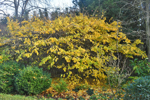 Persian ironwood, Nunnington Hall