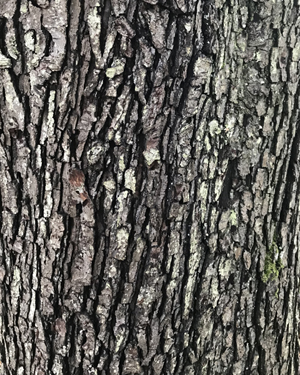 Black Worcester pear tree