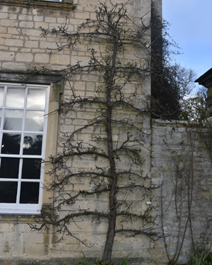 Jargonelle espalier pear 