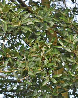 Holm oak leaves