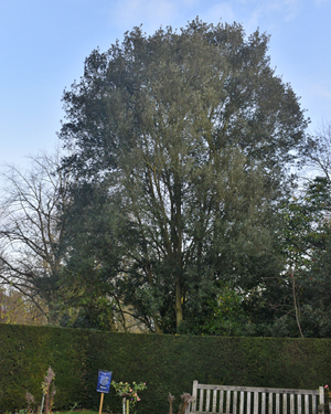 Holm oak